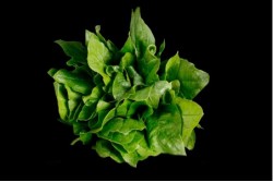 Compra Verdura, Hortalizas de Temporada | ESPINACAS MANOJO | FrutasNieves