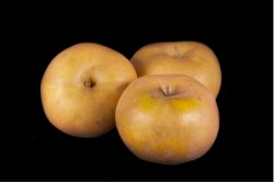 Compra Fruta de Temporada | MANZANA CANADA GRIS | FrutasNieves