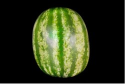 Compra Fruta de Temporada | SANDIA BLANCA SIN PEPITA | FrutasNieves