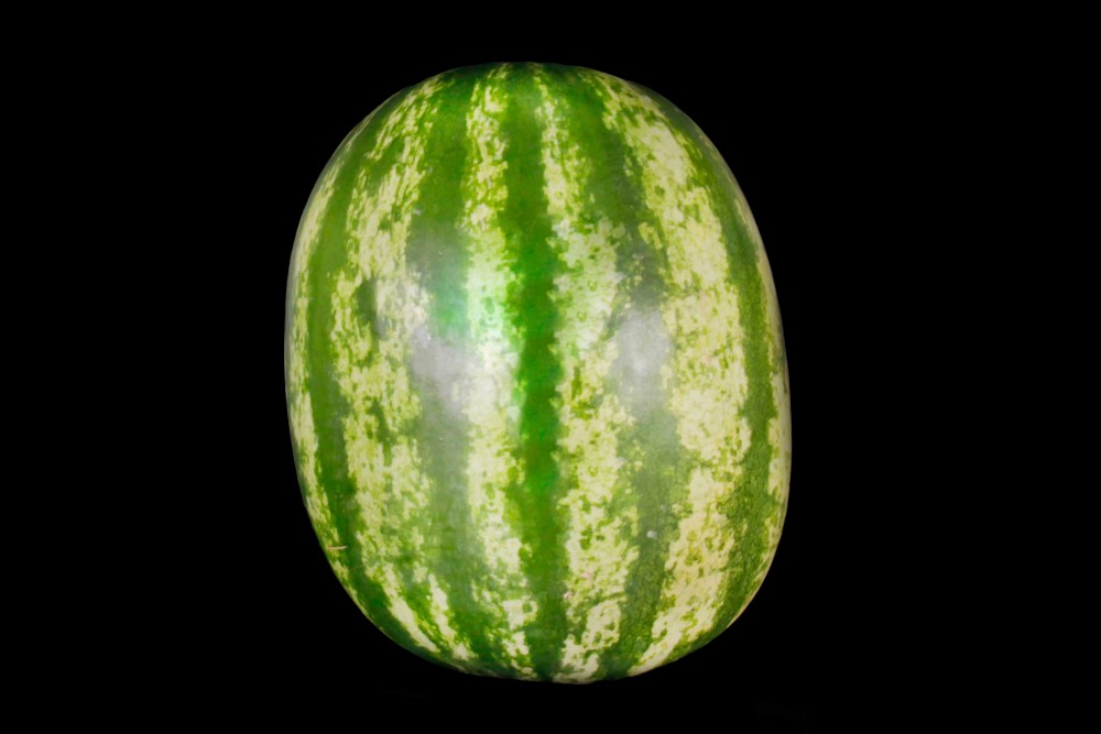 Compra Fruta de Temporada | SANDIA BLANCA SIN PEPITA | FrutasNieves