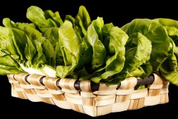 Compra Verdura, Hortalizas de Temporada | ACELGAS | FrutasNieves