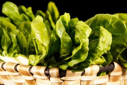 Compra Verdura, Hortalizas de Temporada | ACELGAS | FrutasNieves