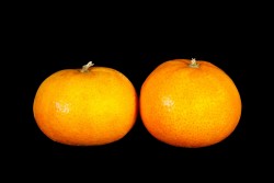 Compra Fruta de Temporada | CLEMENTINA MURCOT| FrutasNieves