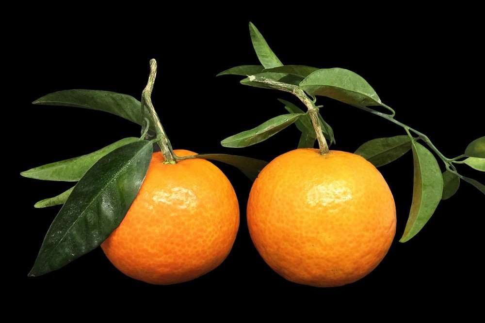 Frutería Online | Clementina Hoja | Frutas Nieves