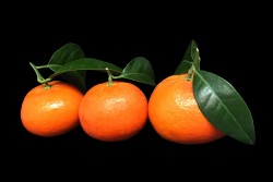 Compra Fruta de Temporada | MANDARINA MURCOTT CON HOJA | FrutasNieves